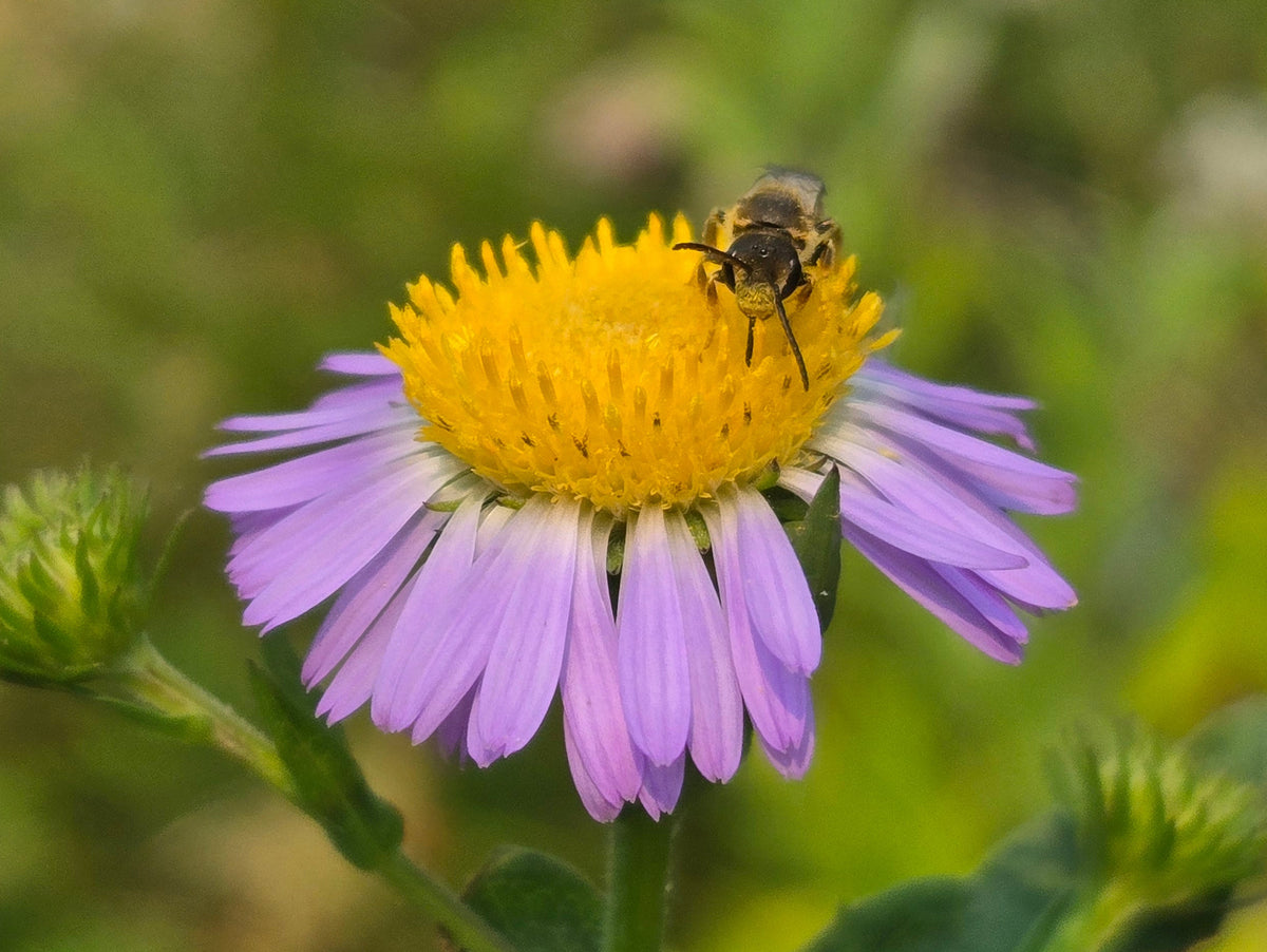 Symphyotricum foliaceum