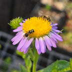 Symphyotricum foliaceum