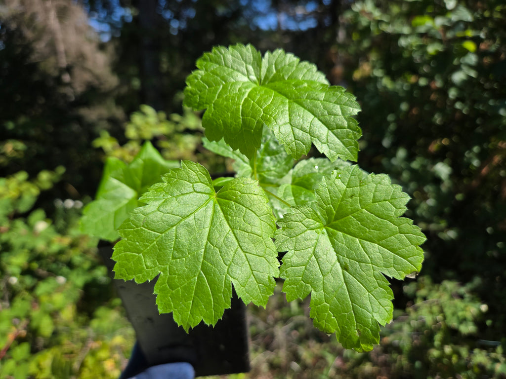 Actaea elata