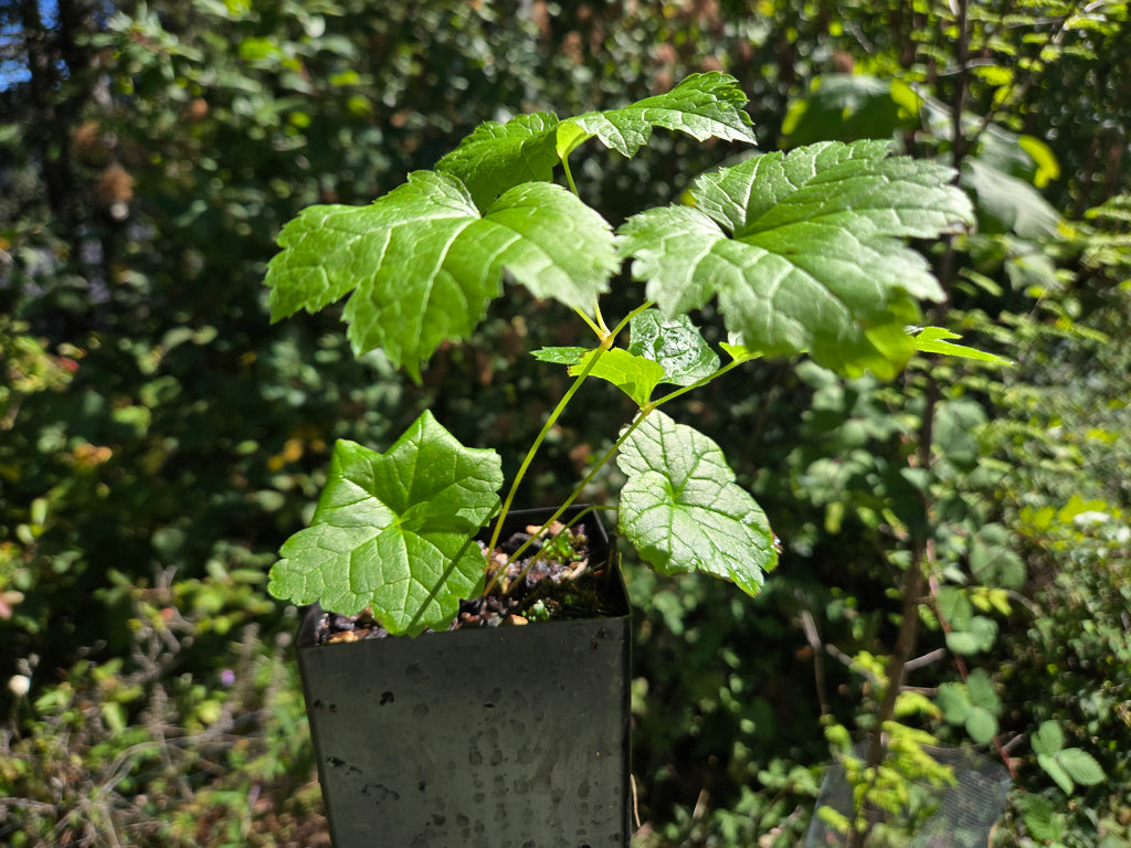 Actaea elata
