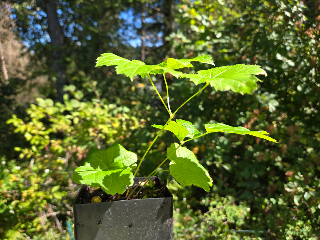Actaea elata