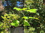 Actaea elata