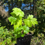 Actaea elata