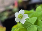 Oxalis trilliifolia