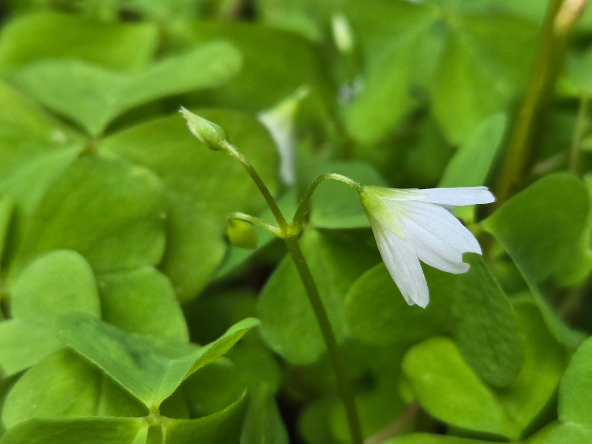 Oxalis trilliifolia