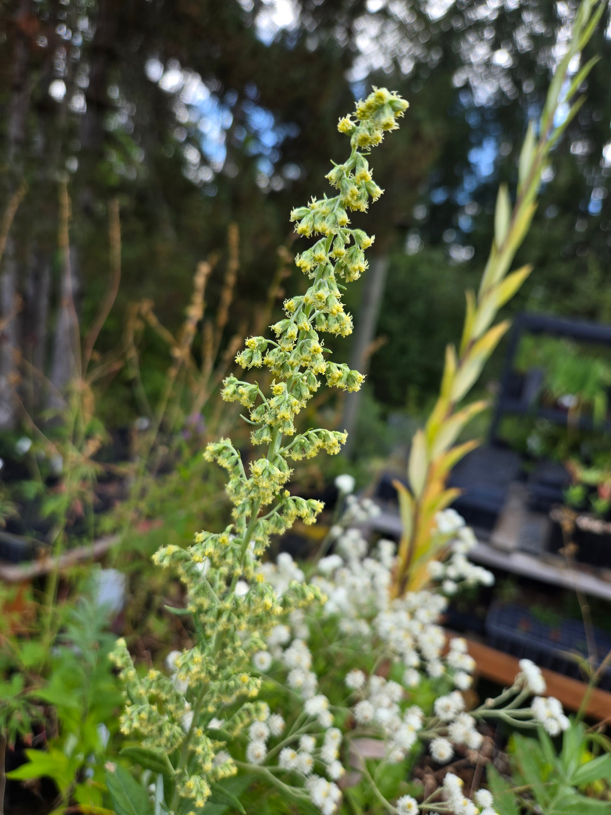 Artemisia douglasiana