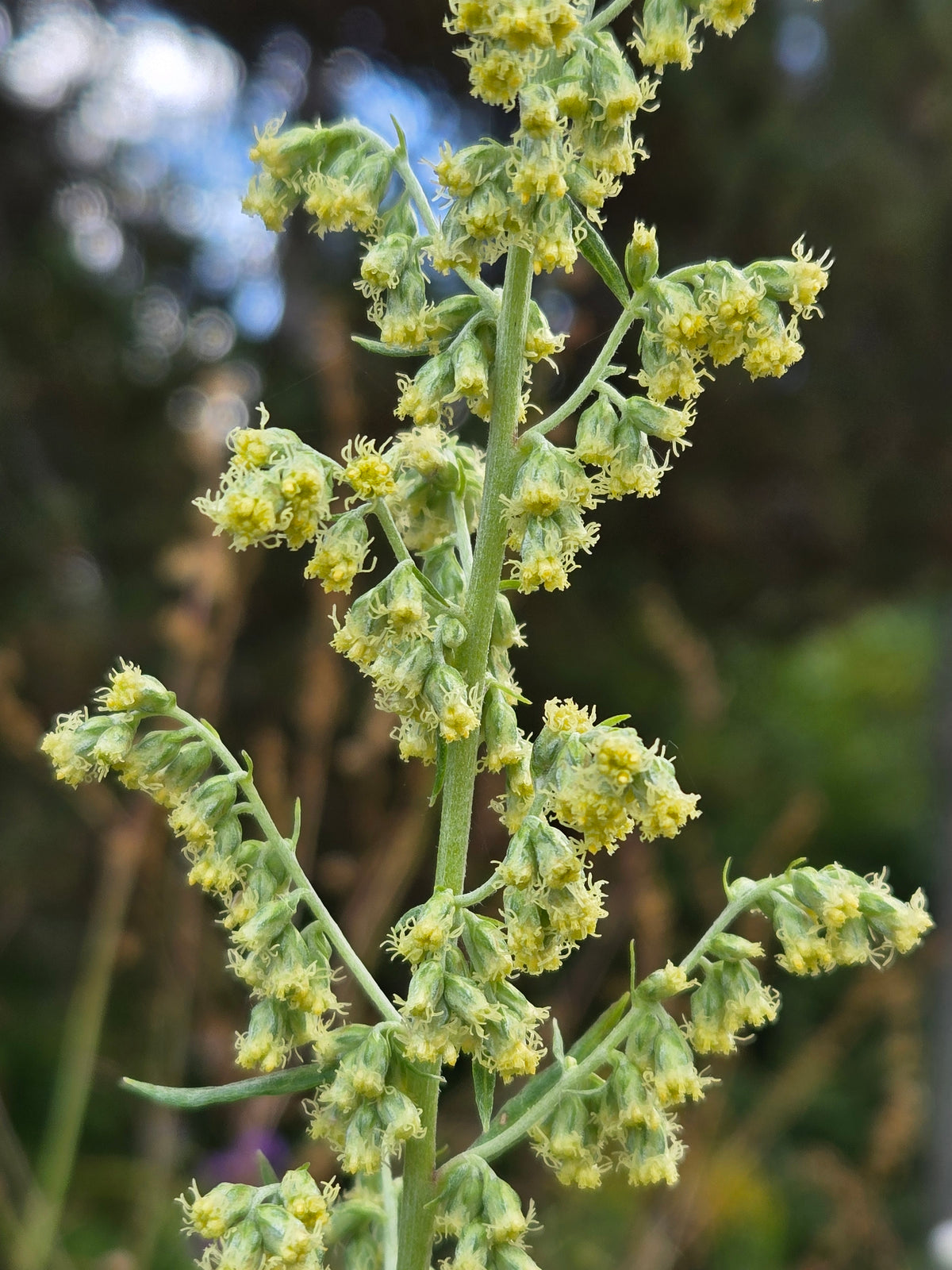 Artemisia douglasiana