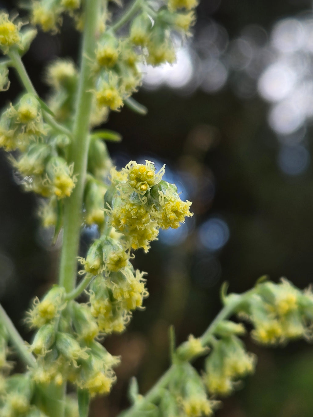 Artemisia douglasiana