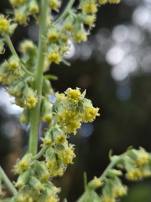 Artemisia douglasiana
