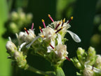 Sericocarpus oregonensis