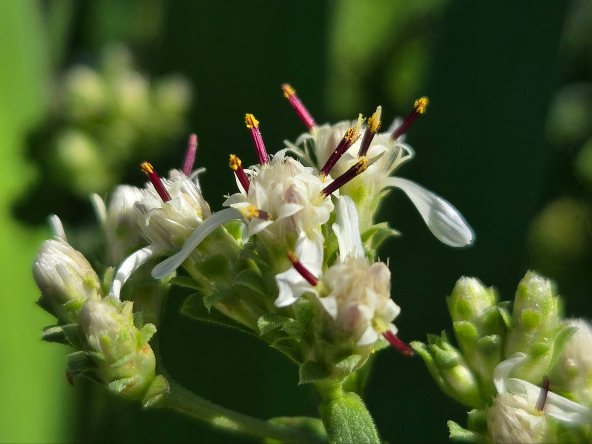 Sericocarpus oregonensis