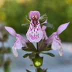 Stachys rigida
