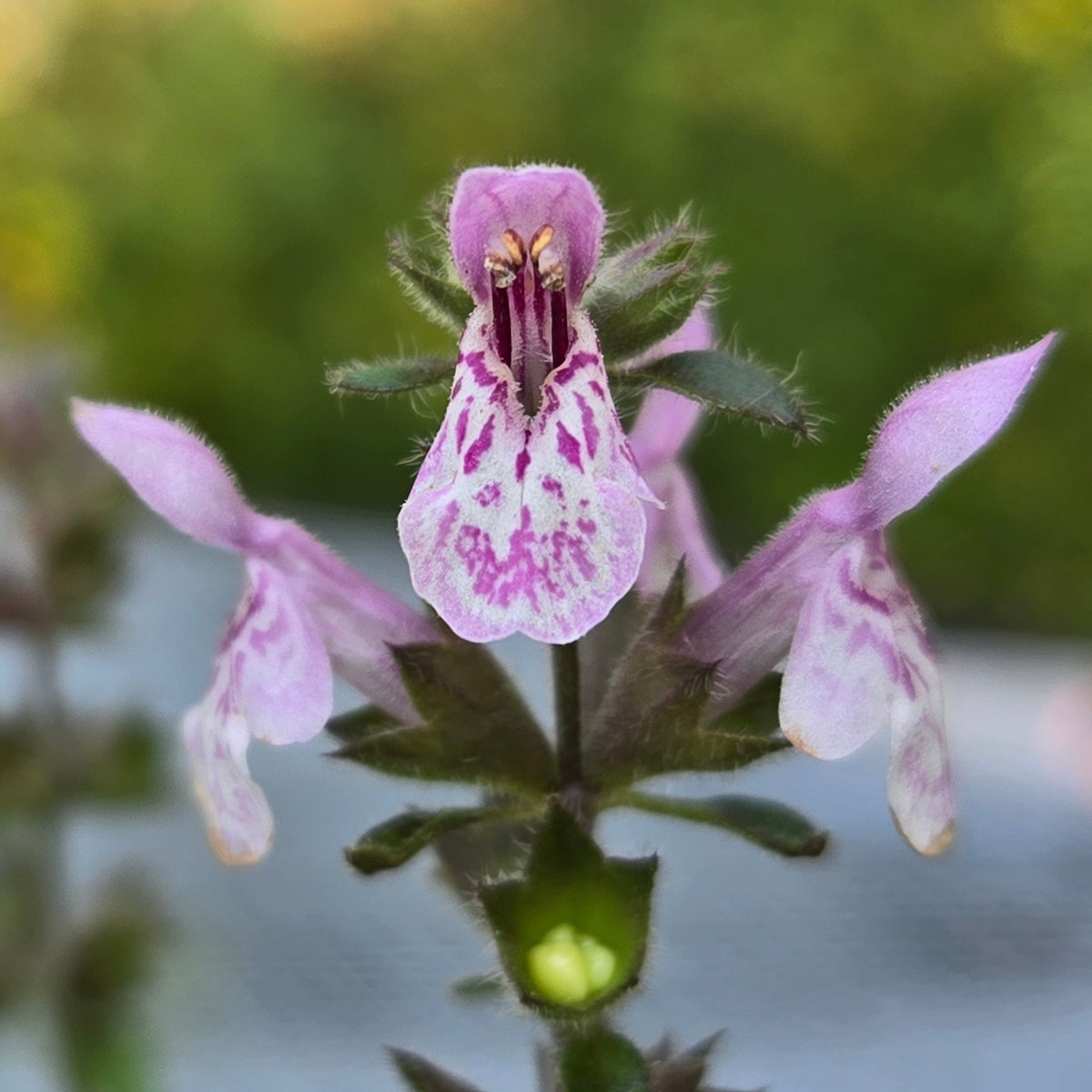 Stachys rigida