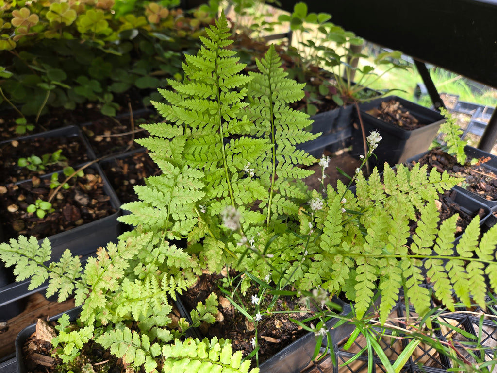 Athyrium filix-femina