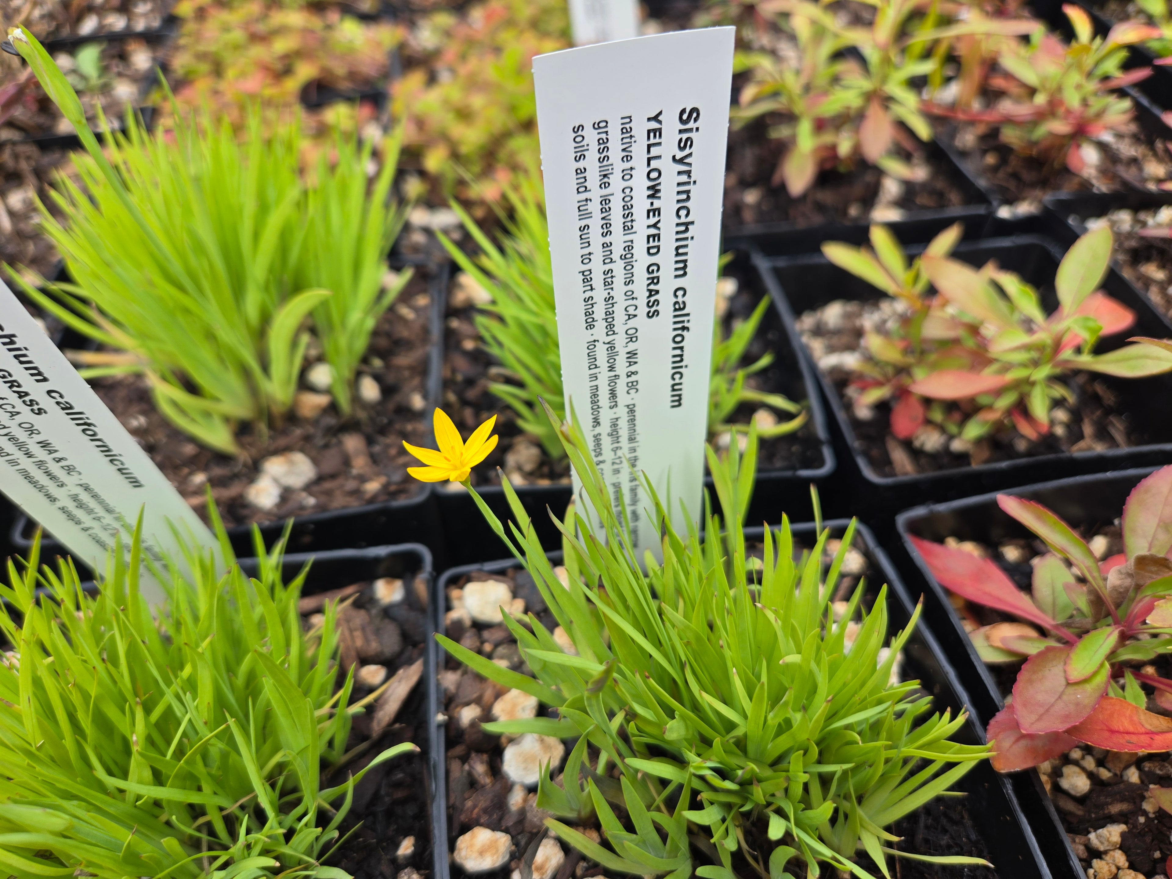 Sisyrinchium californicum