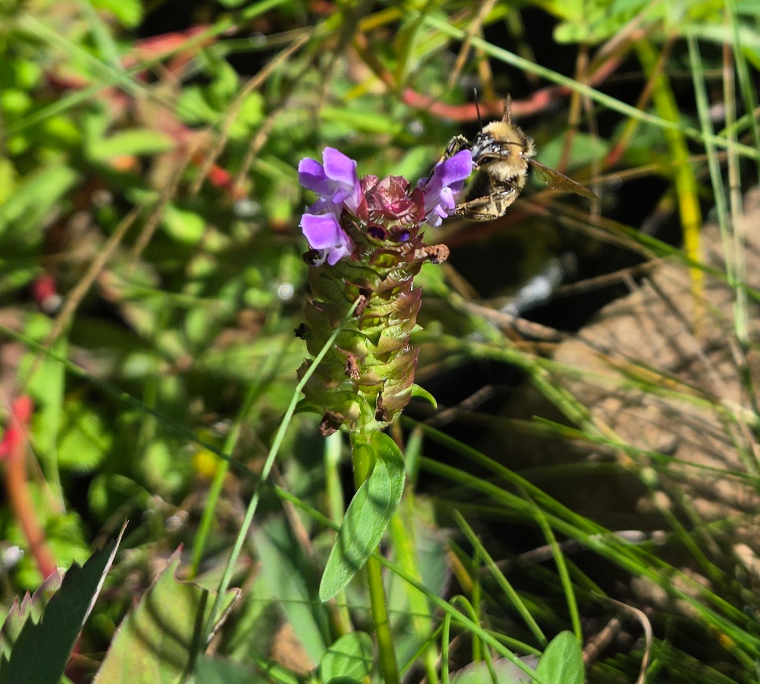 Prunella vulgaris var. lanceolata