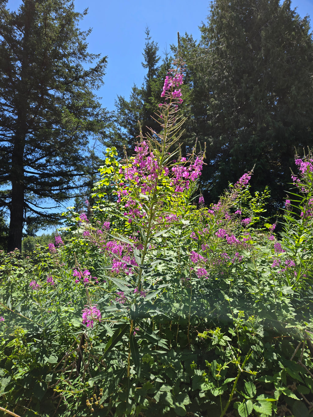 Chamaenerion angustifolium