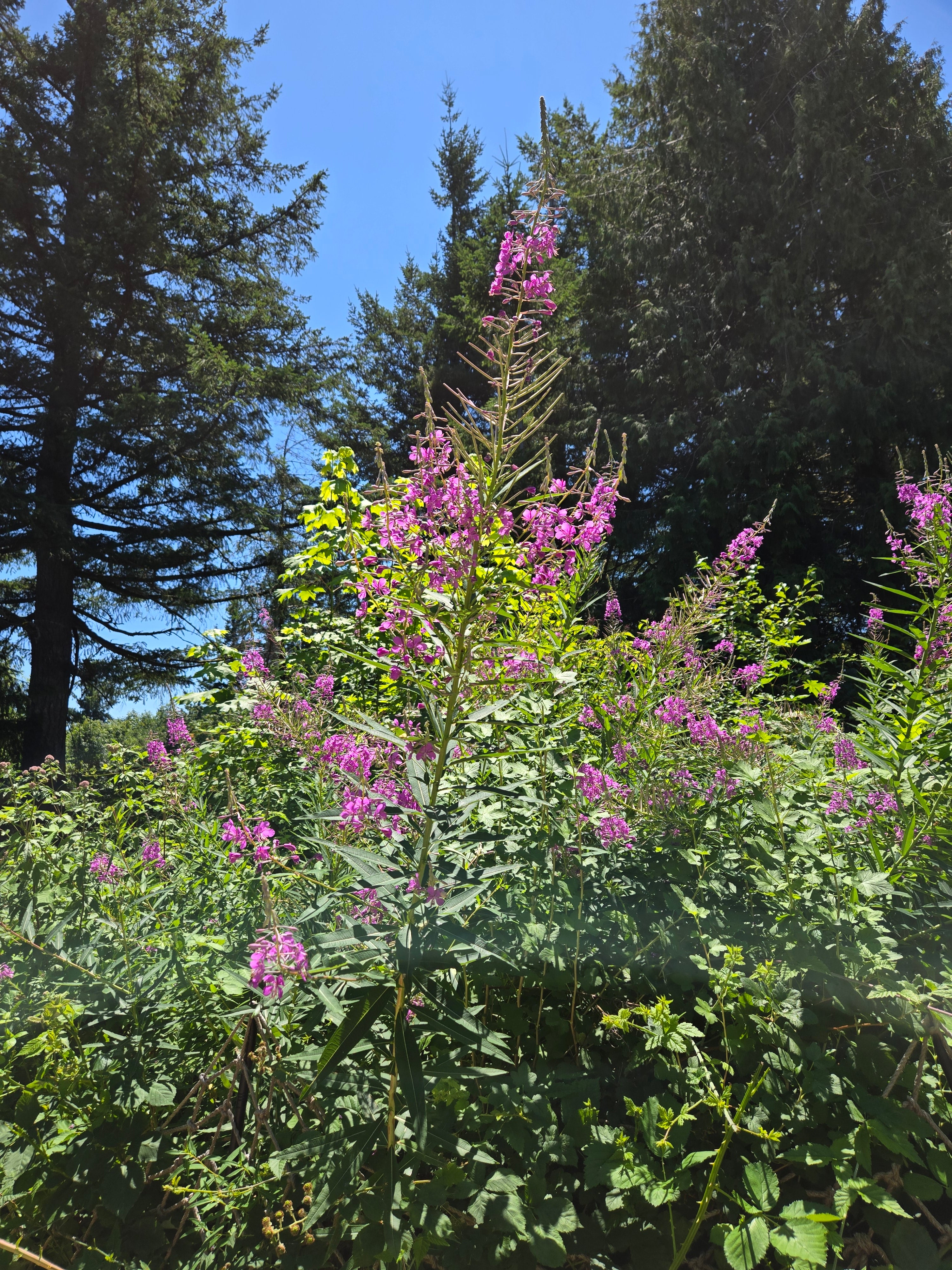 Chamaenerion angustifolium