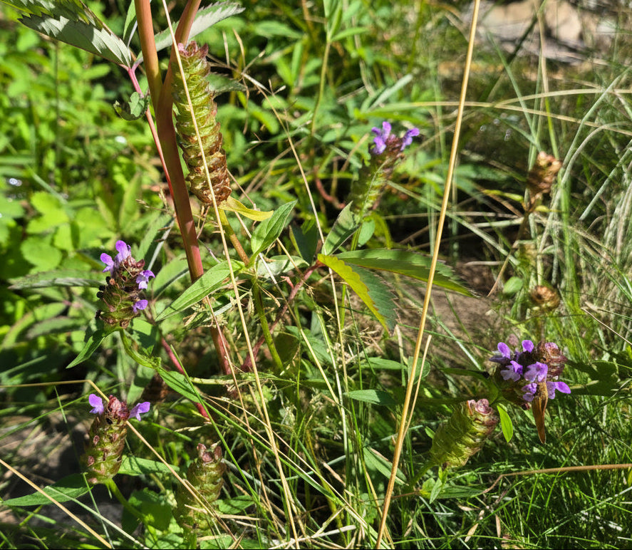 Prunella vulgaris var. lanceolata