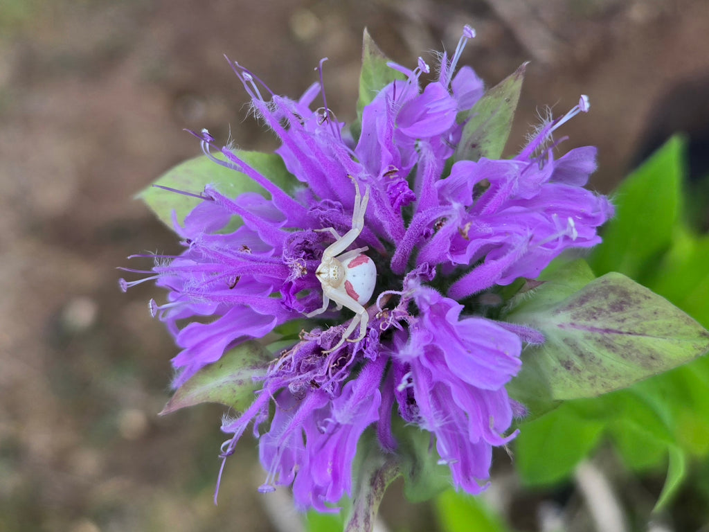Monarda fistulosa