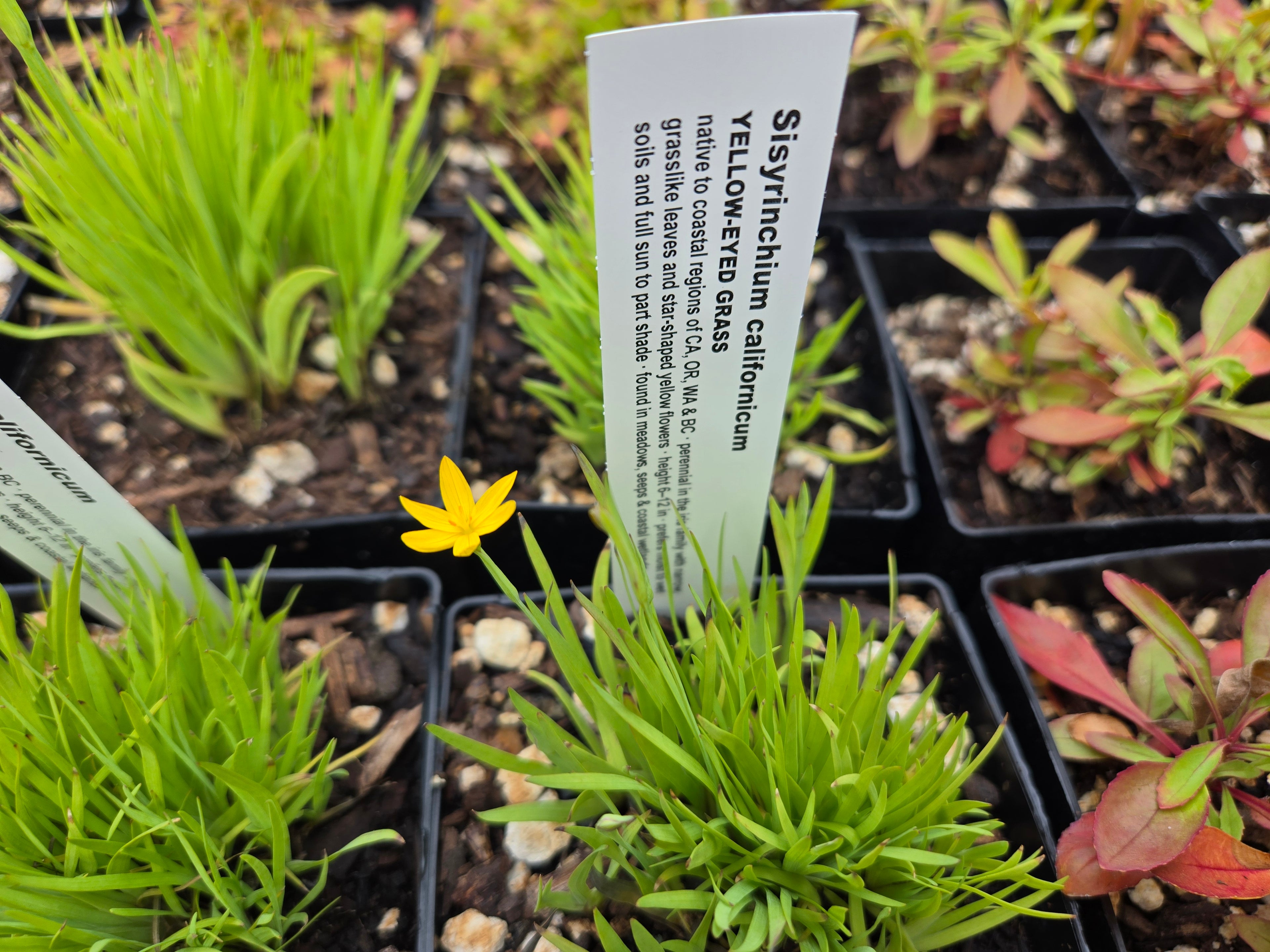 Sisyrinchium californicum
