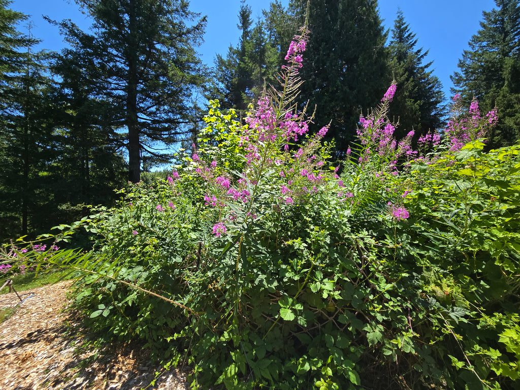 Chamaenerion angustifolium