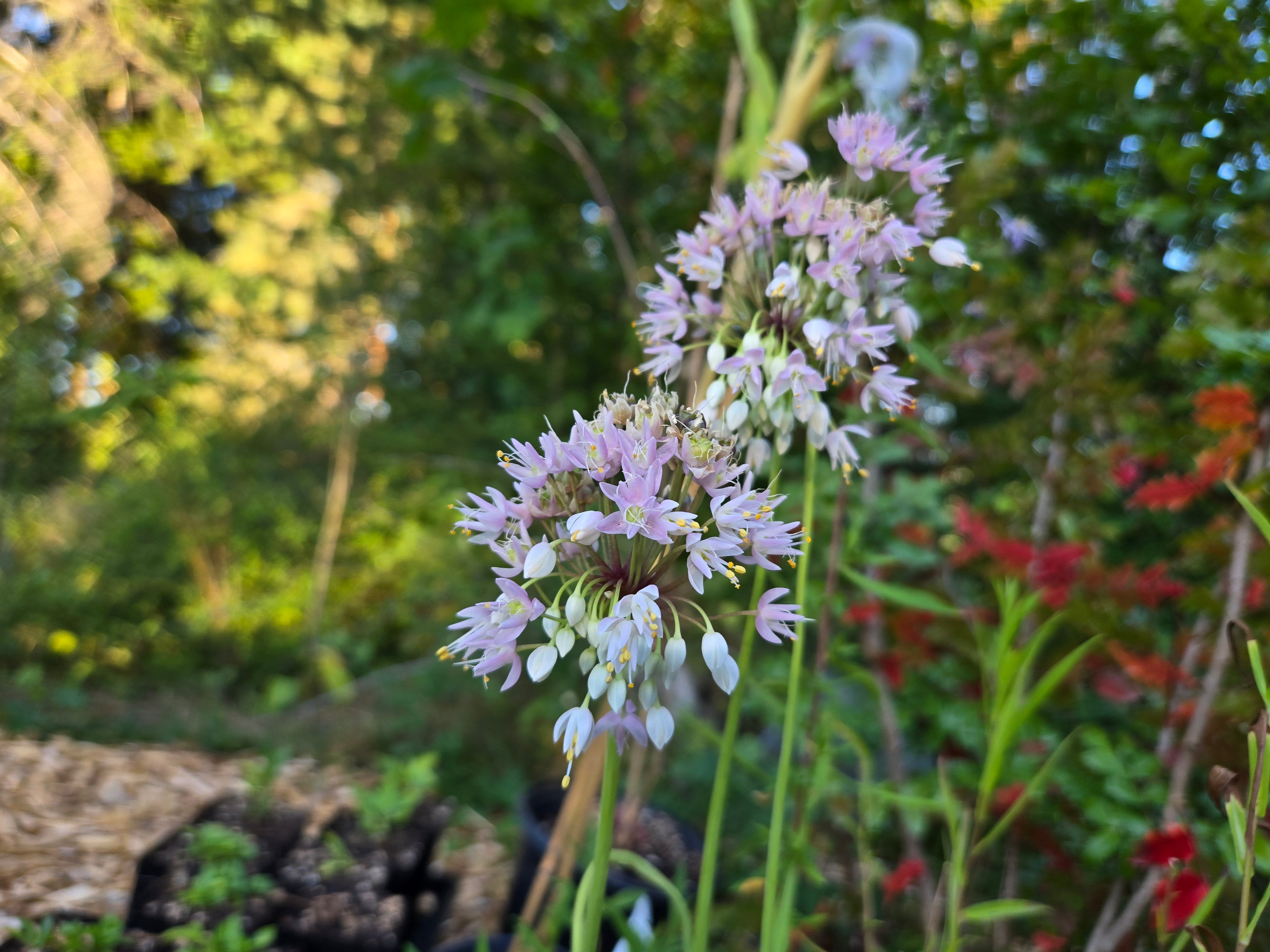 Allium cernuum