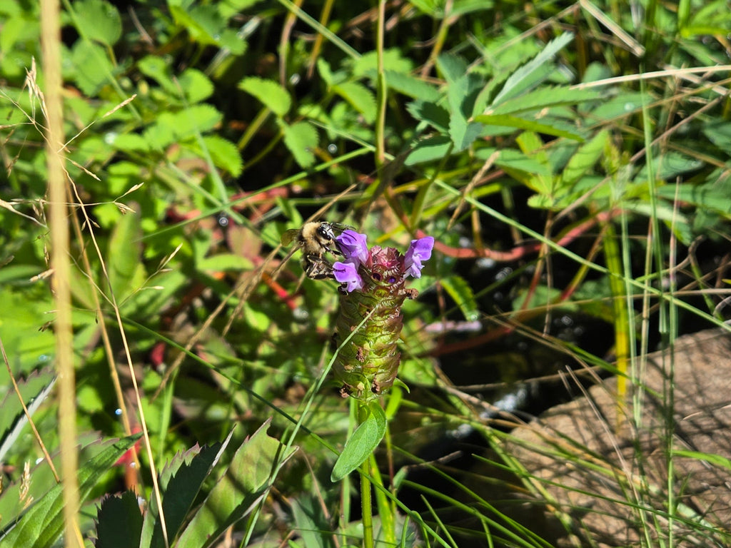 Prunella vulgaris var. lanceolata