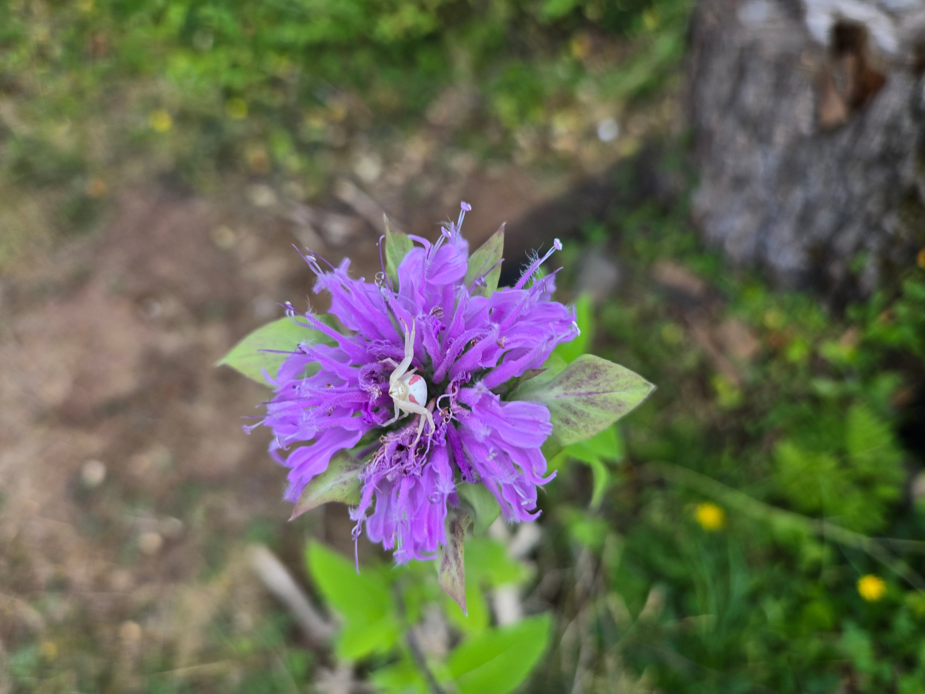 Monarda fistulosa