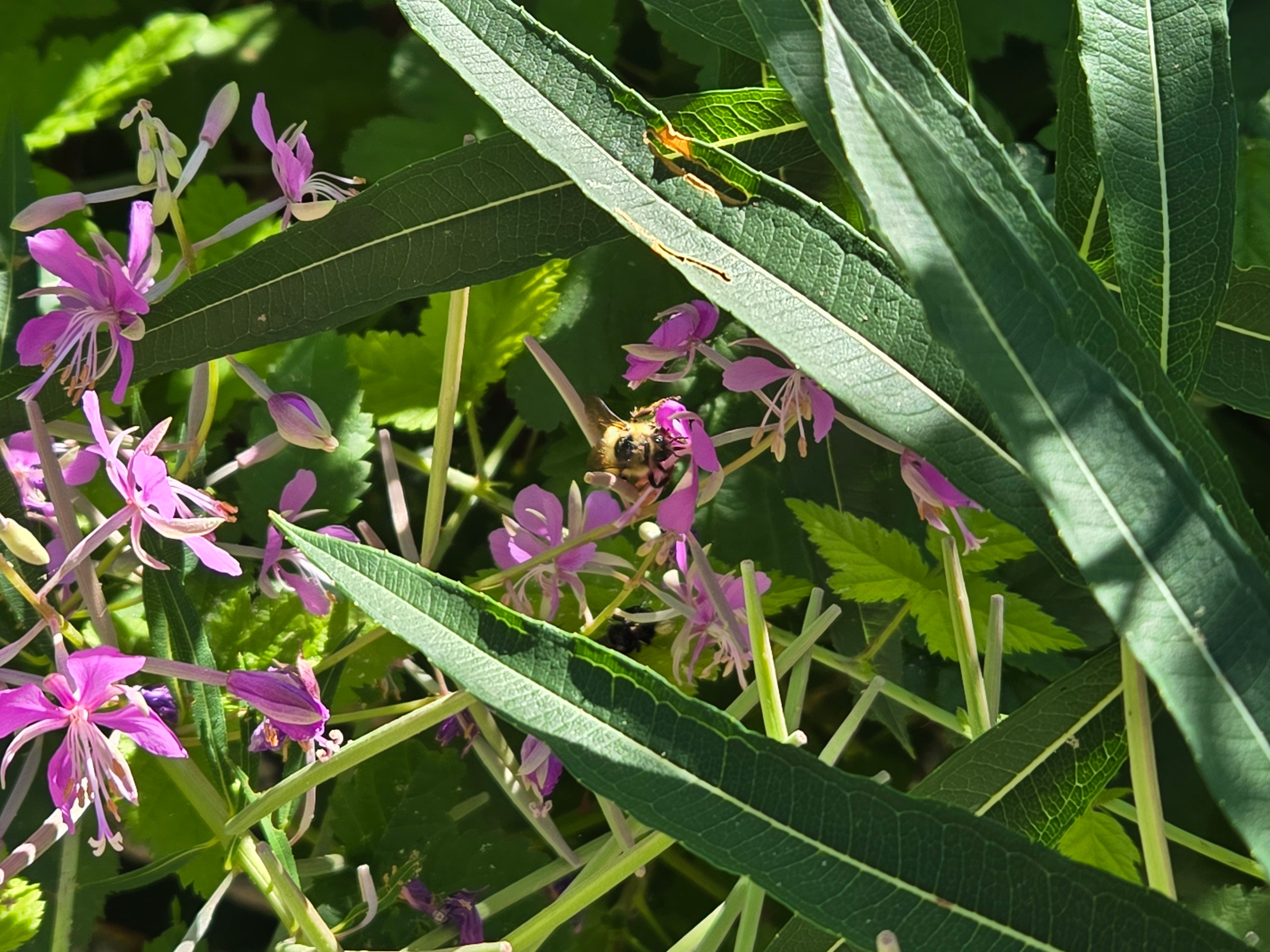 Chamaenerion angustifolium