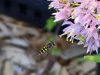 Allium cernuum