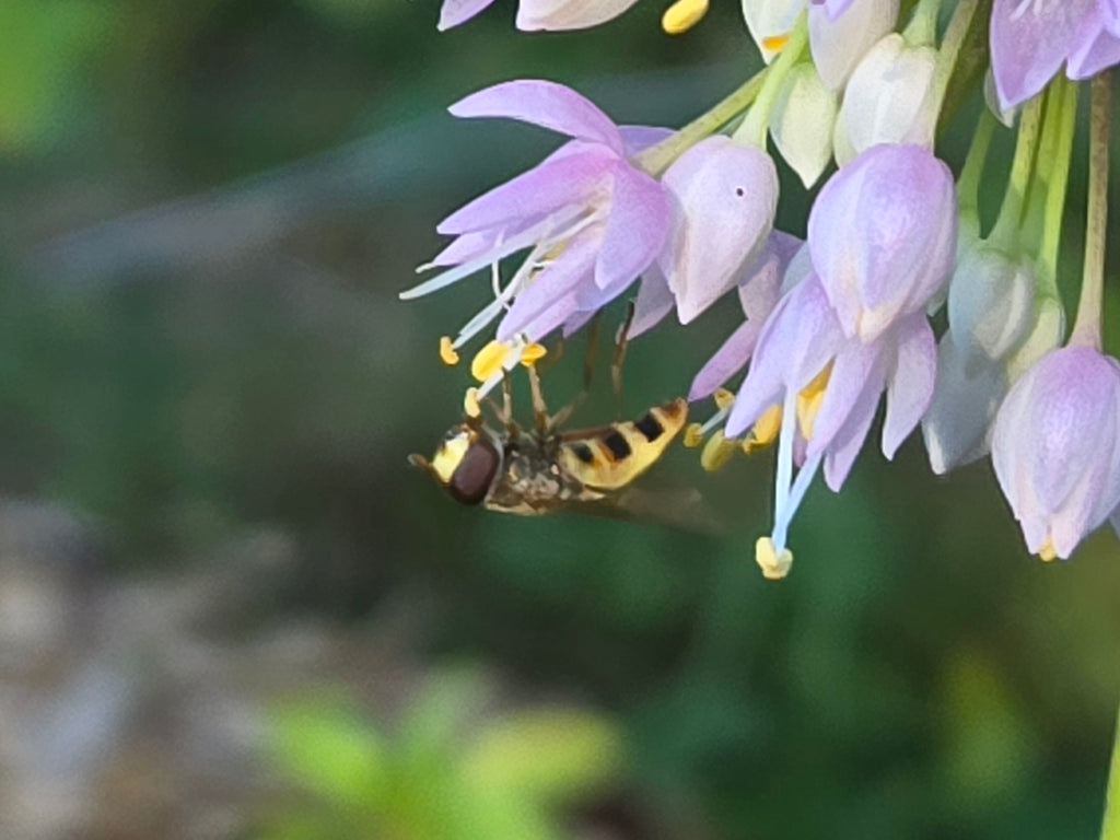 Allium cernuum
