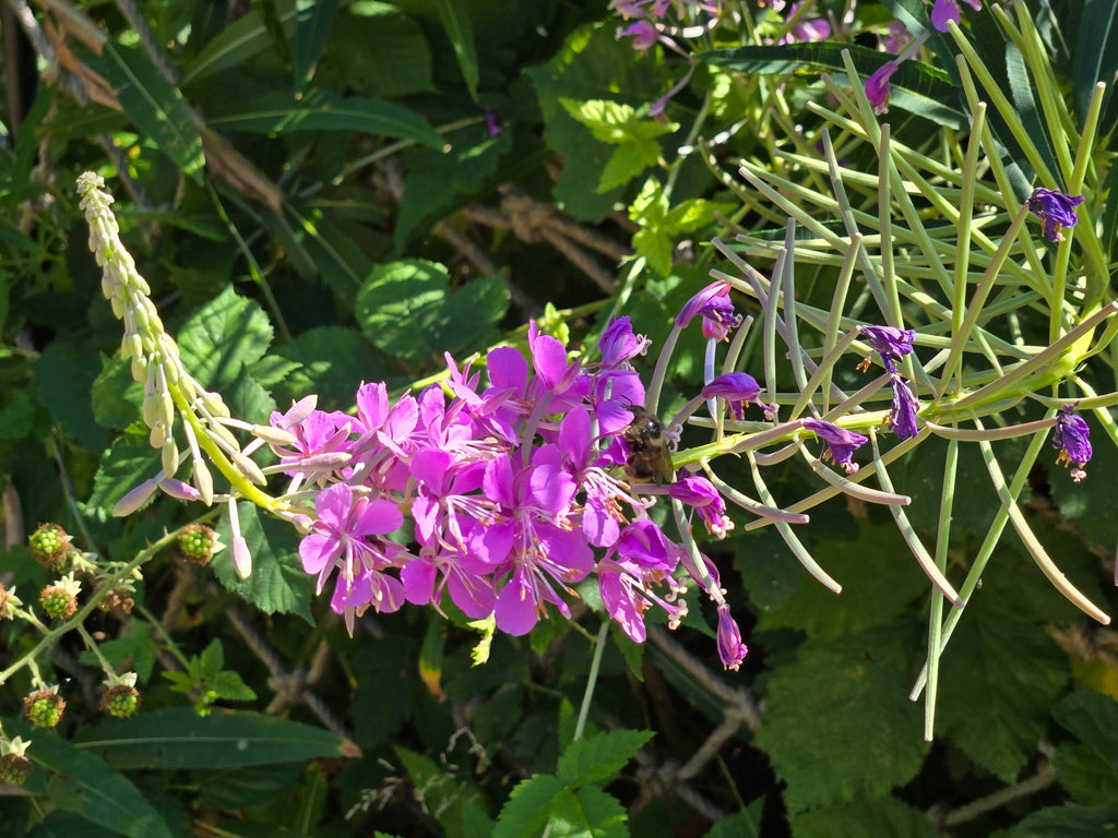 Chamaenerion angustifolium