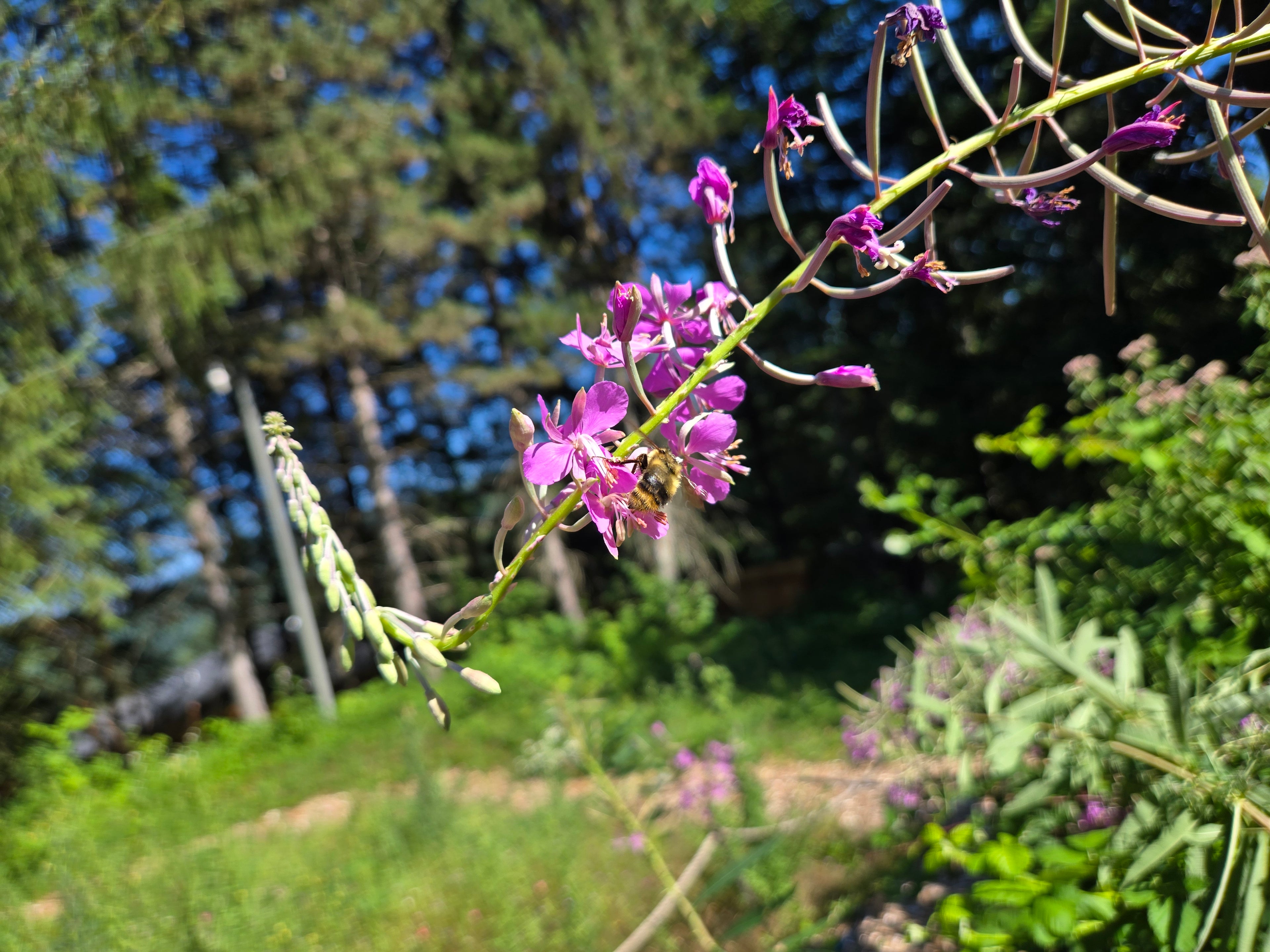 Chamaenerion angustifolium