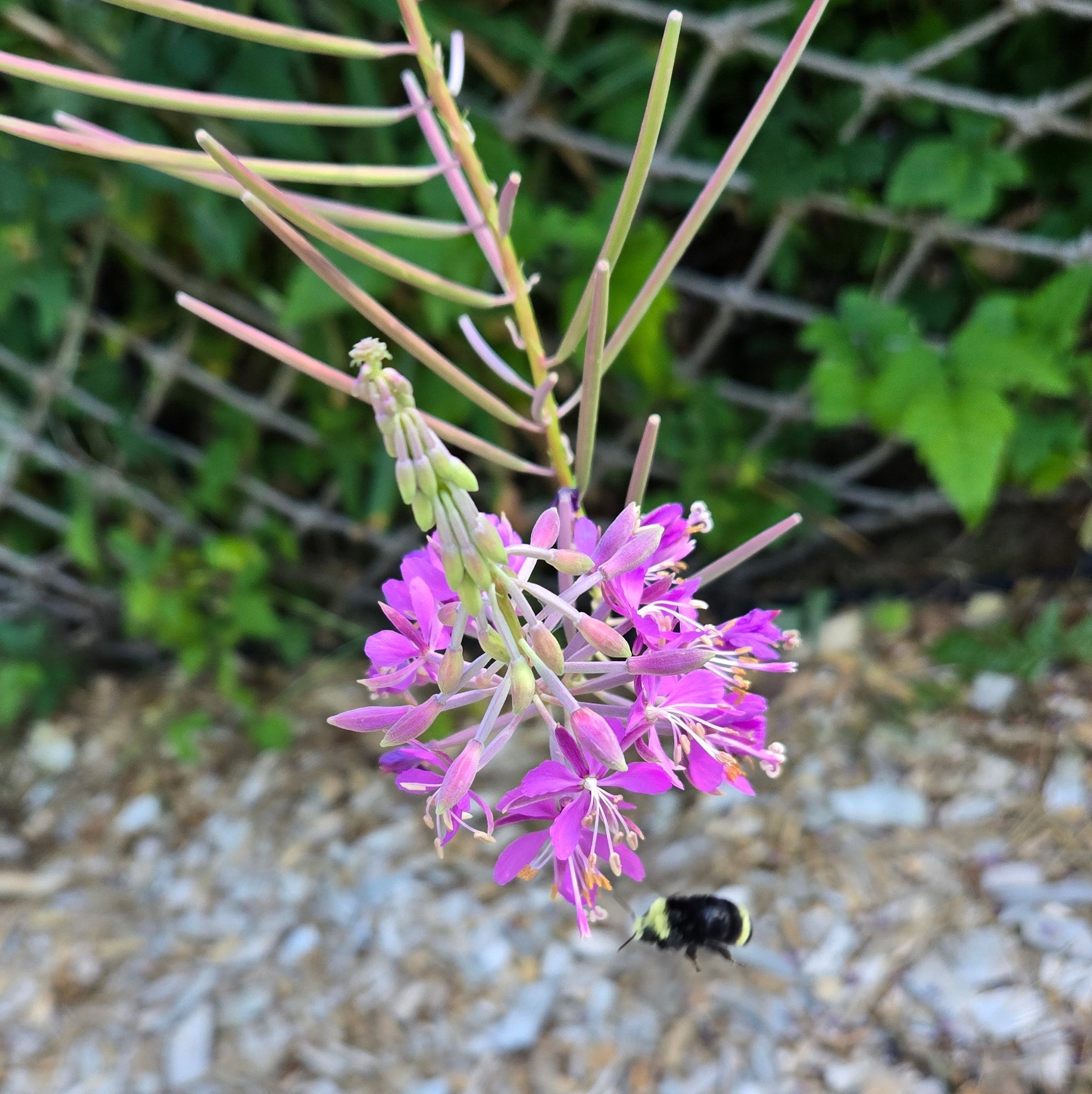 Chamaenerion angustifolium