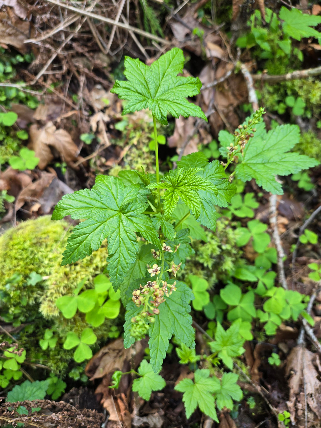 Ribes bracteosum