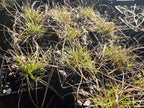 Danthonia californica
