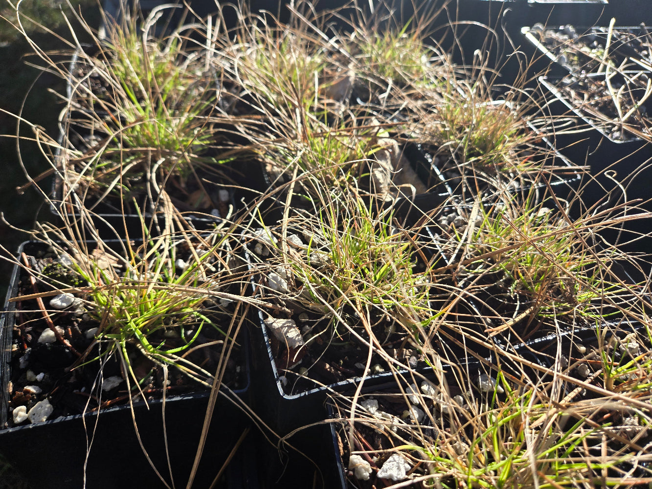 Danthonia californica