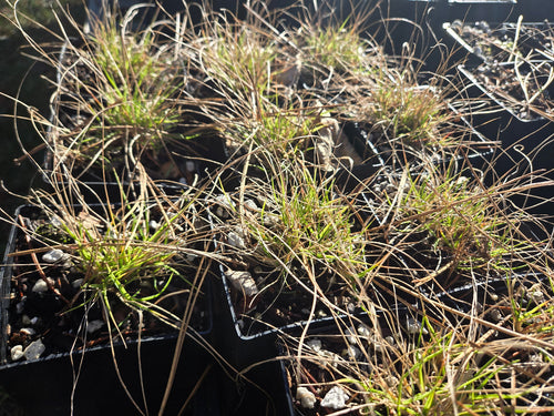 Danthonia californica