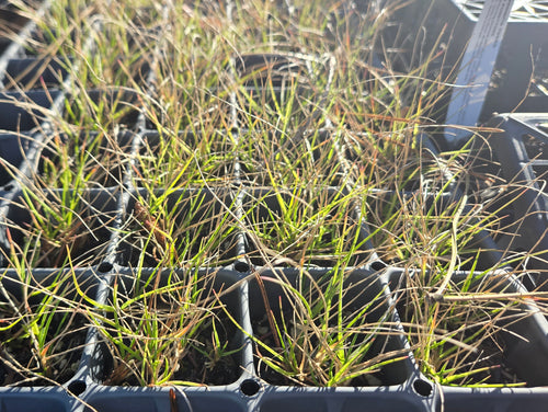 Danthonia californica