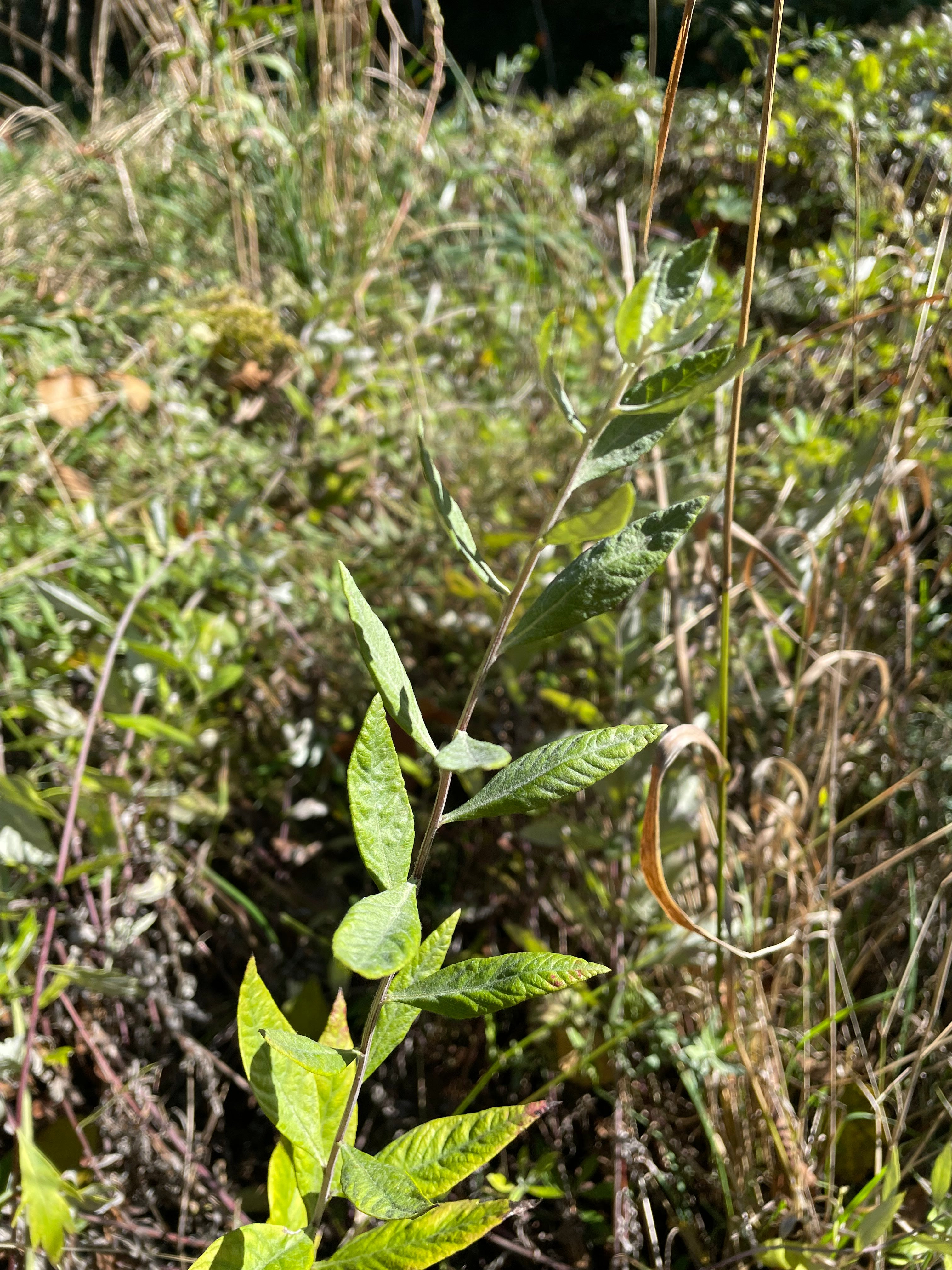 Artemisia douglasiana