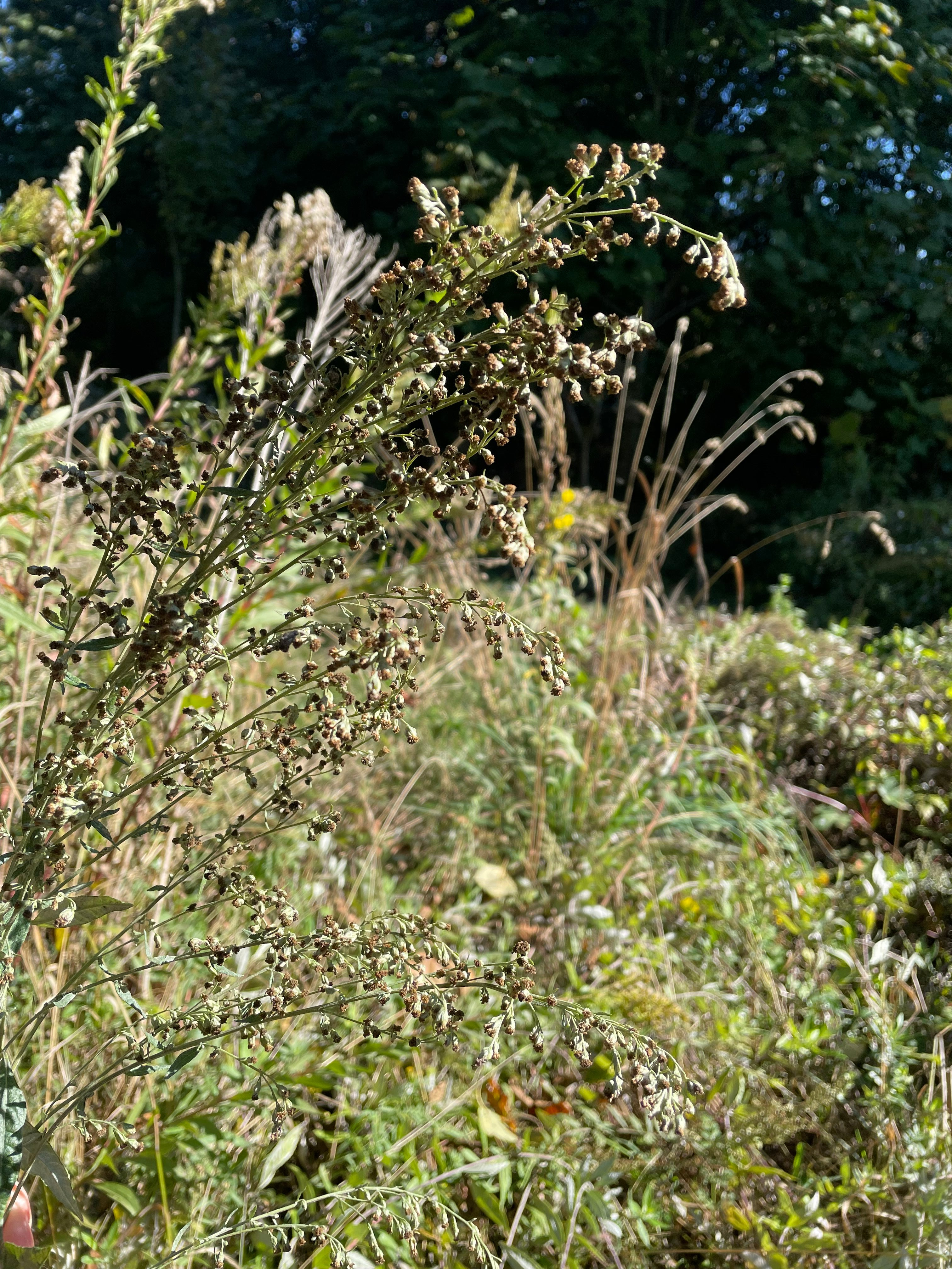 Artemisia douglasiana