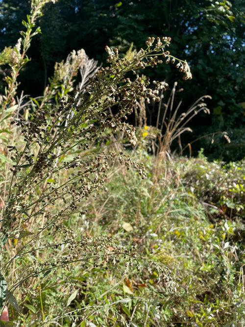 Artemisia douglasiana
