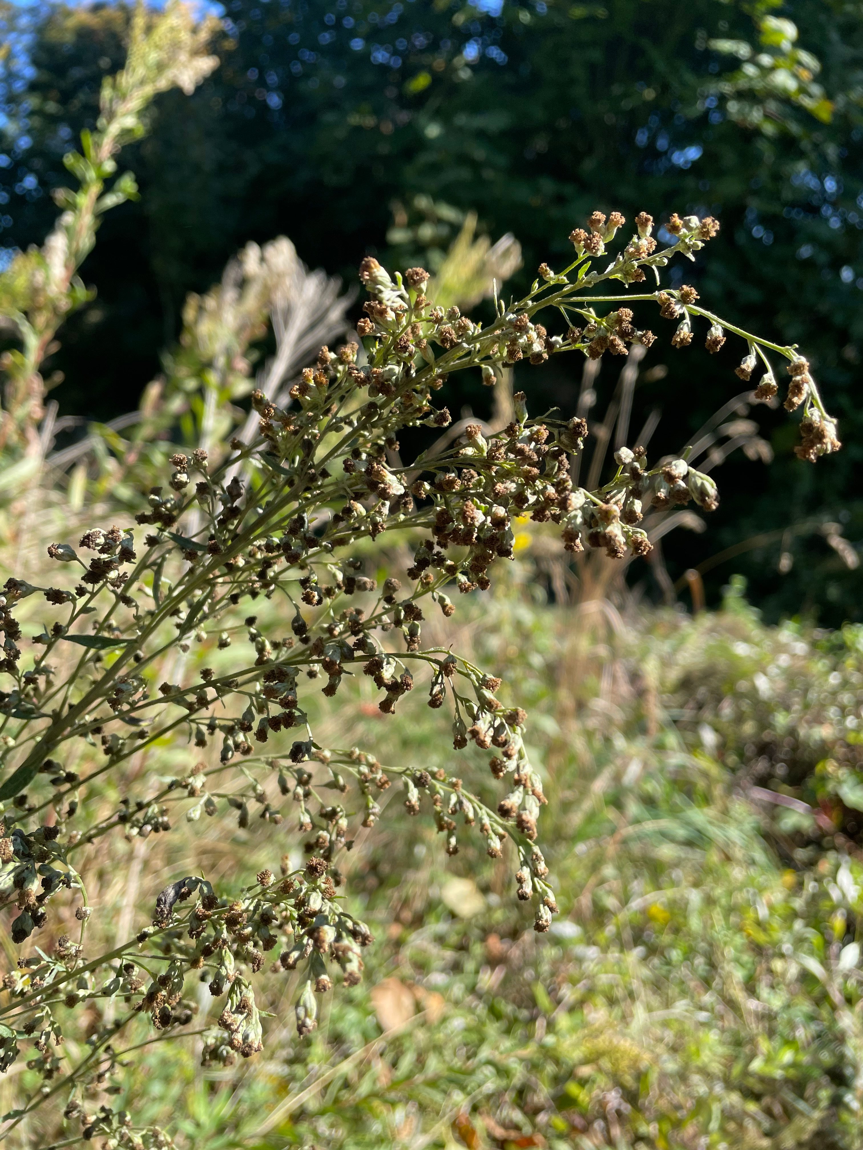 Artemisia douglasiana