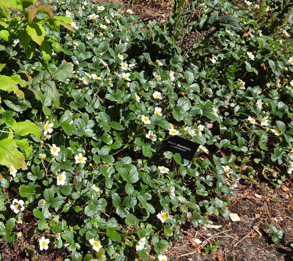 Fragaria chiloensis