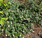 Fragaria chiloensis