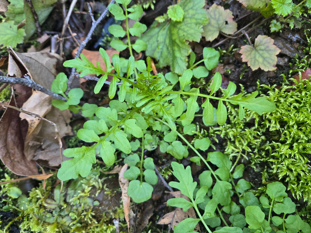 Cardamine pennsylvanica