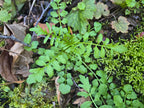 Cardamine pennsylvanica