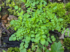 Cardamine pennsylvanica