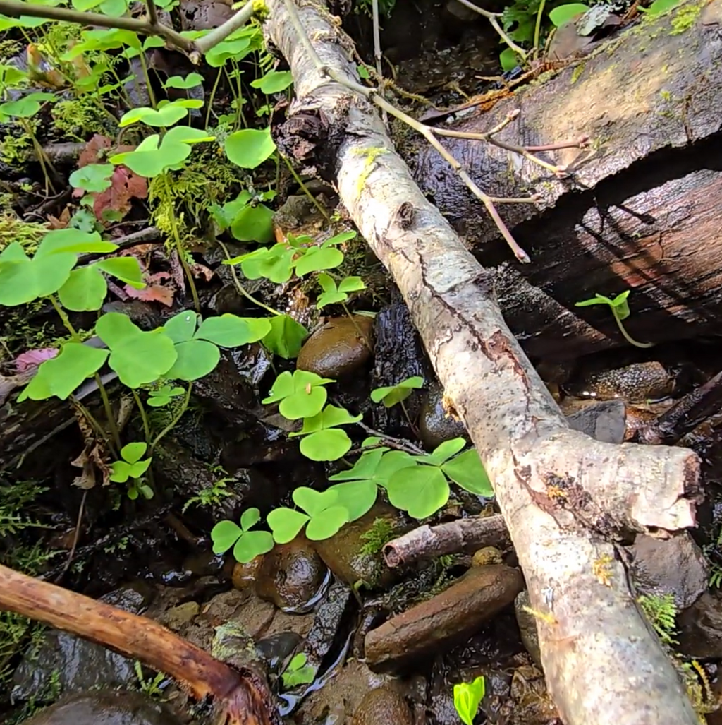 Oxalis trilliifolia